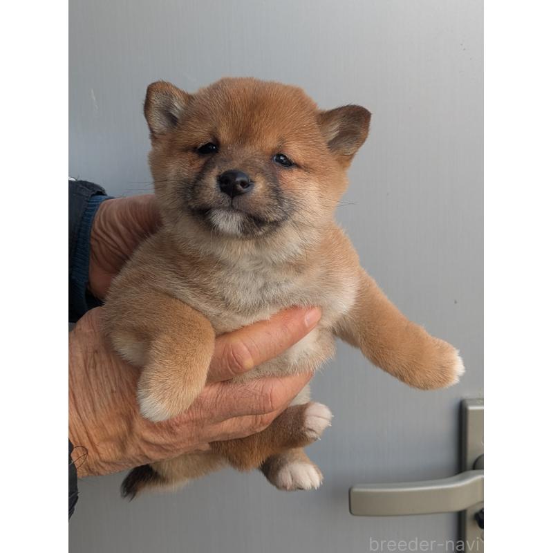 販売中の福岡県の豆柴-438540の1枚目