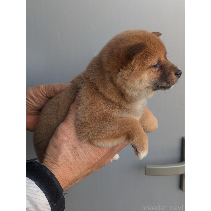 販売中の福岡県の豆柴-438540の2枚目