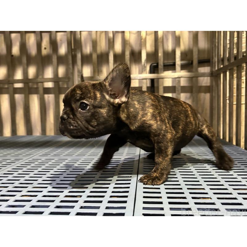 販売中の岐阜県のフレンチブルドッグ-435231の8枚目