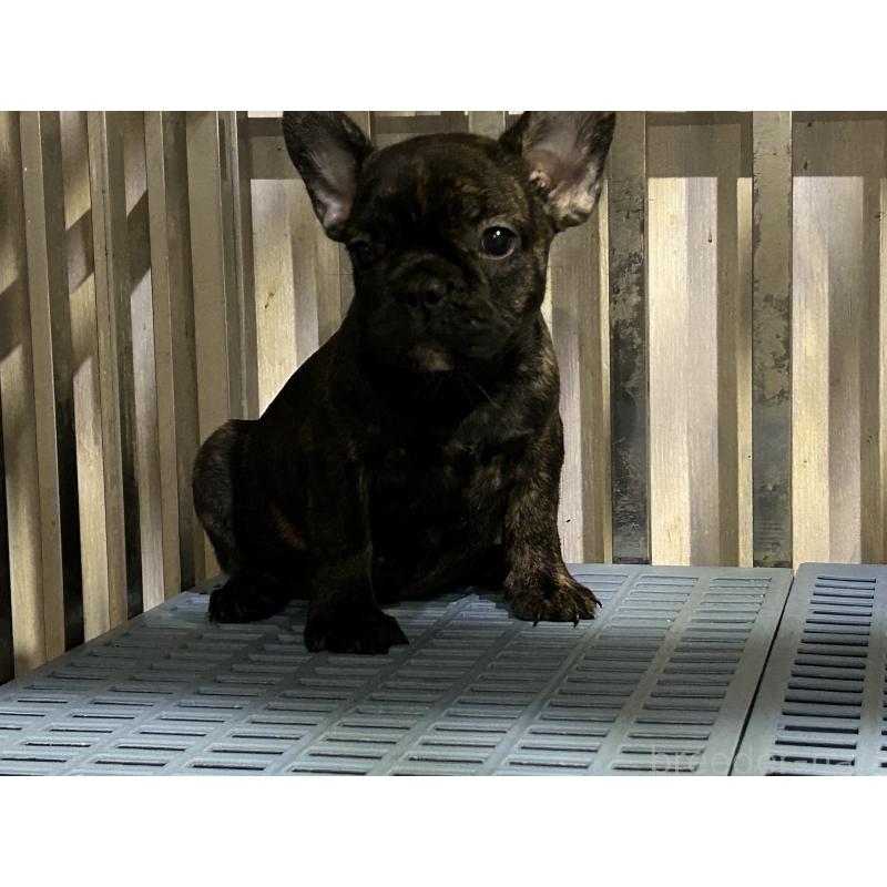 販売中の岐阜県のフレンチブルドッグ-435231の7枚目