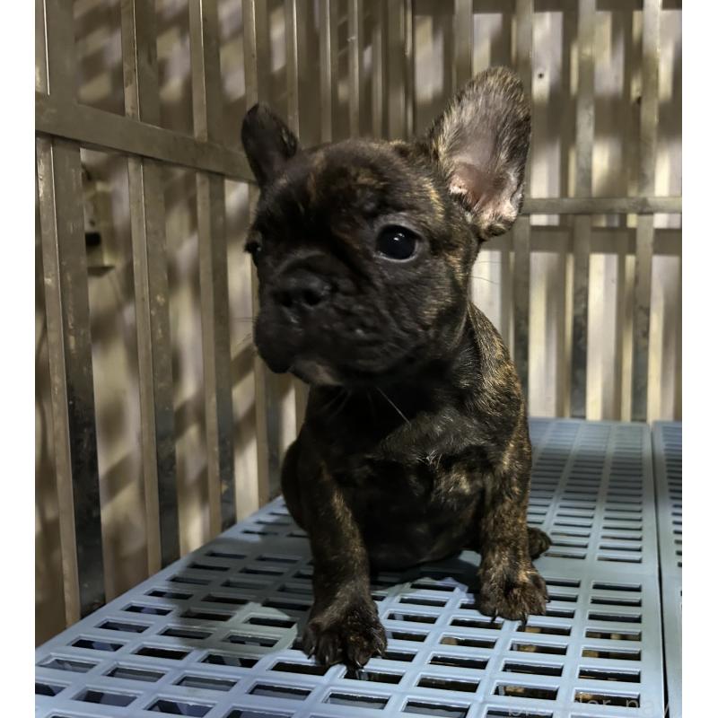 販売中の岐阜県のフレンチブルドッグ-435231