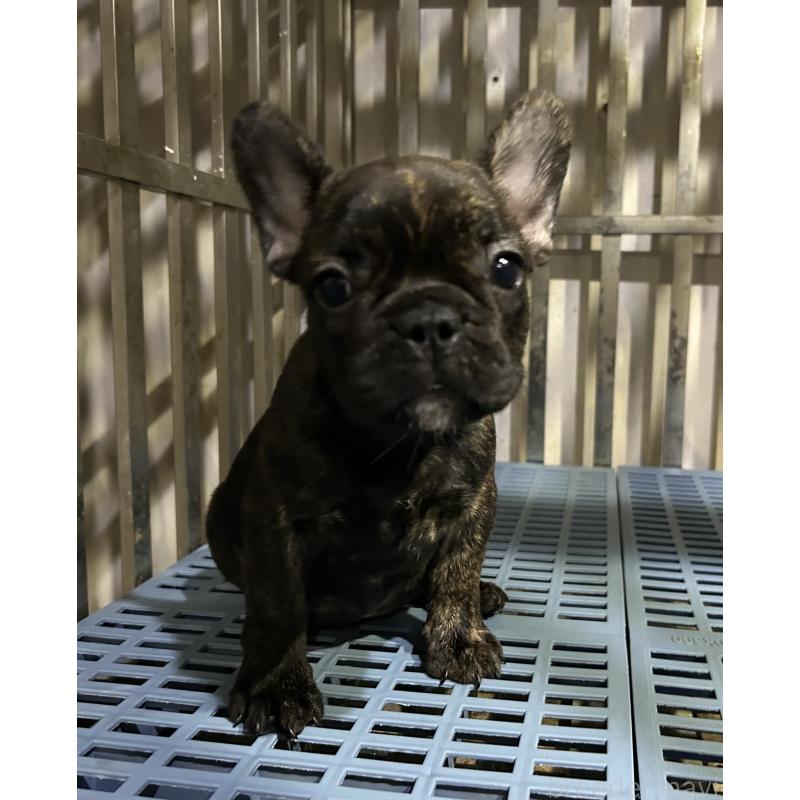 販売中の岐阜県のフレンチブルドッグ-435231の5枚目