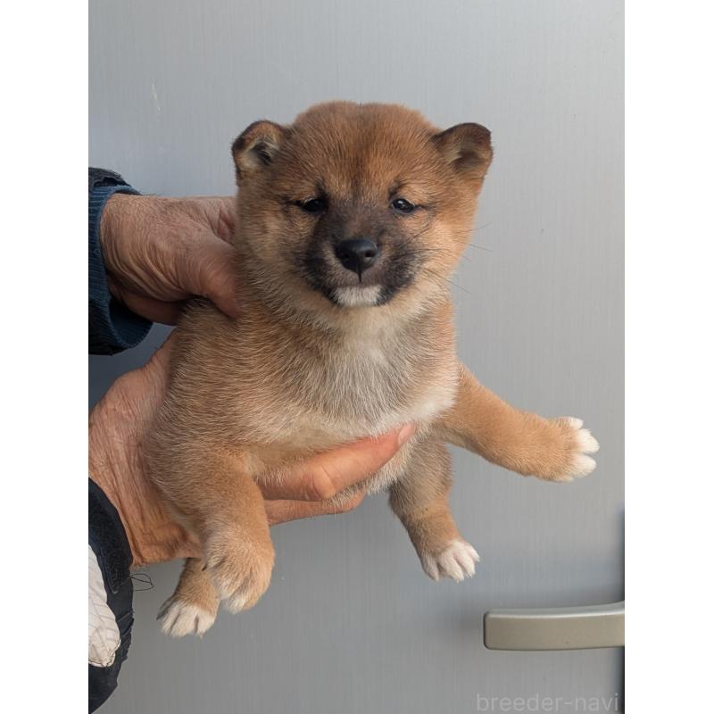 販売中の福岡県の豆柴-438541