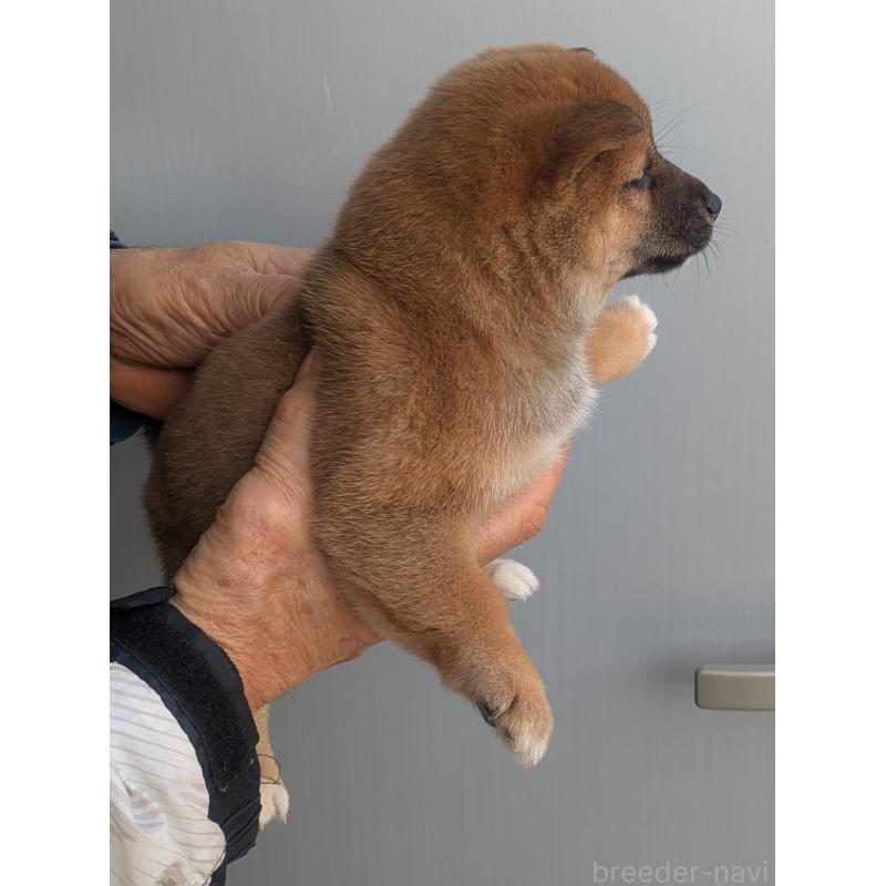 販売中の福岡県の豆柴-438541の2枚目