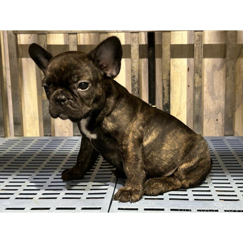 販売中の岐阜県のフレンチブルドッグ-435232