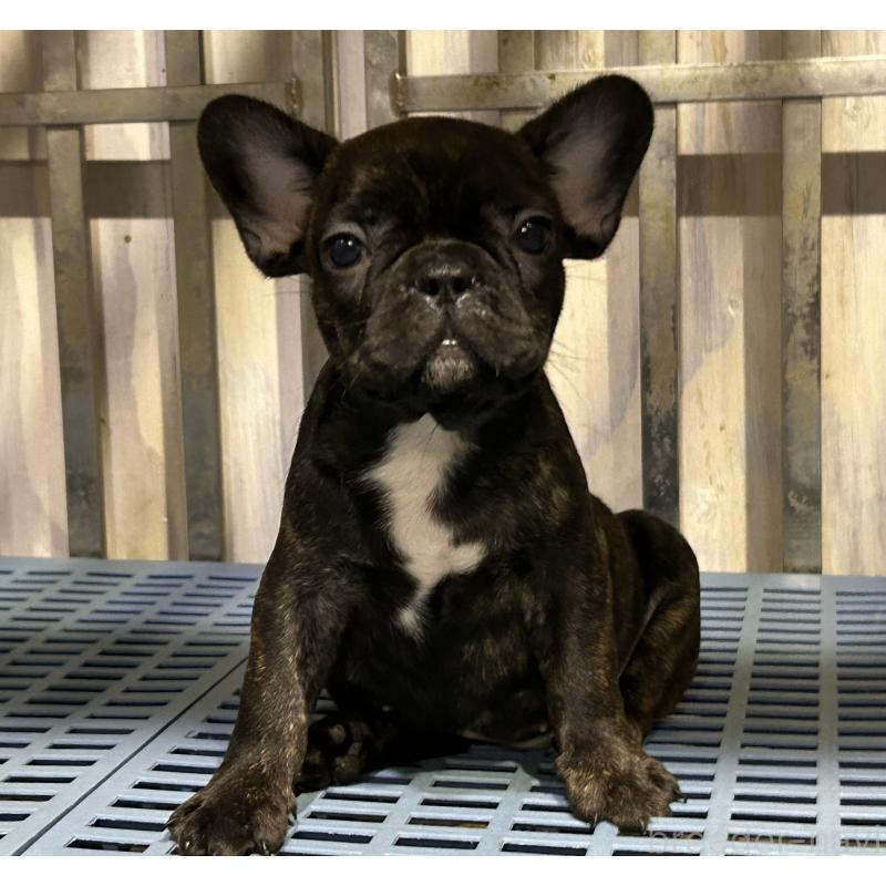 販売中の岐阜県のフレンチブルドッグ-435232の6枚目