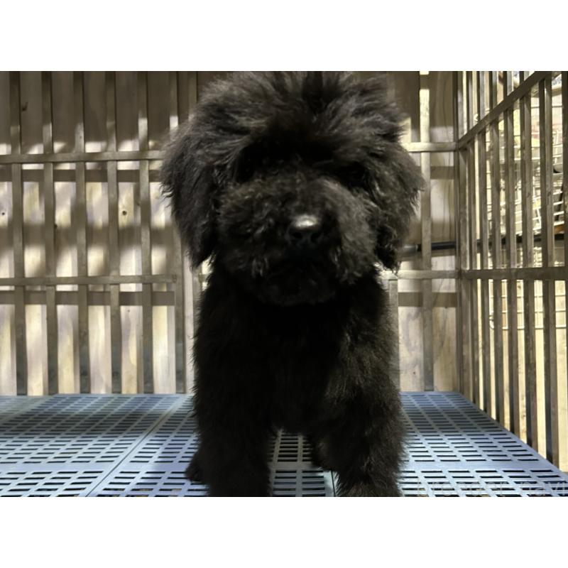 販売中の岐阜県のゴールデンドゥードル:ゴールデンレトリーバー×プードル-426778