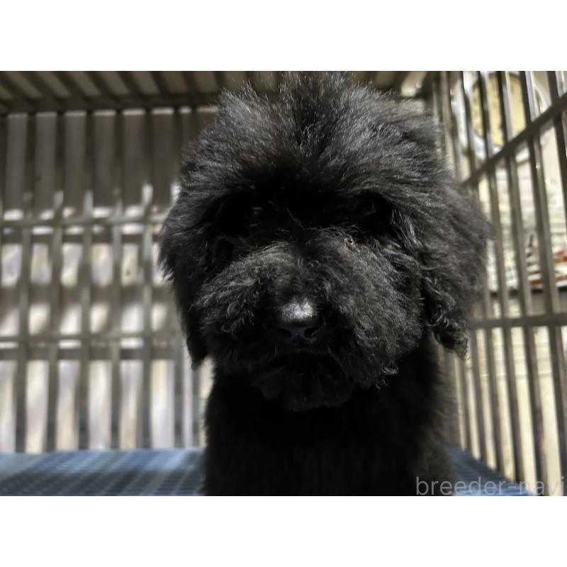 販売中の岐阜県のゴールデンドゥードル:ゴールデンレトリーバー×プードル-426778の6枚目