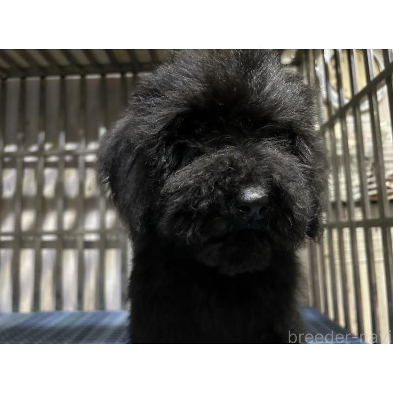 販売中の岐阜県のゴールデンドゥードル:ゴールデンレトリーバー×プードル-426778の5枚目