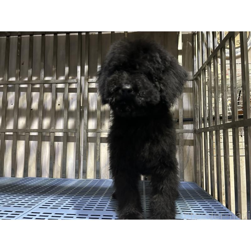 販売中の岐阜県のゴールデンドゥードル:ゴールデンレトリーバー×プードル-426778の4枚目