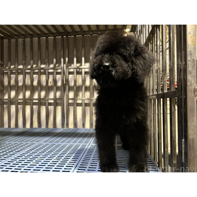 販売中の岐阜県のゴールデンドゥードル:ゴールデンレトリーバー×プードル-426778の3枚目