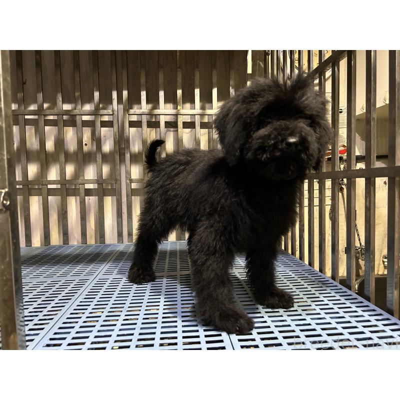 販売中の岐阜県のゴールデンドゥードル:ゴールデンレトリーバー×プードル-426778の2枚目