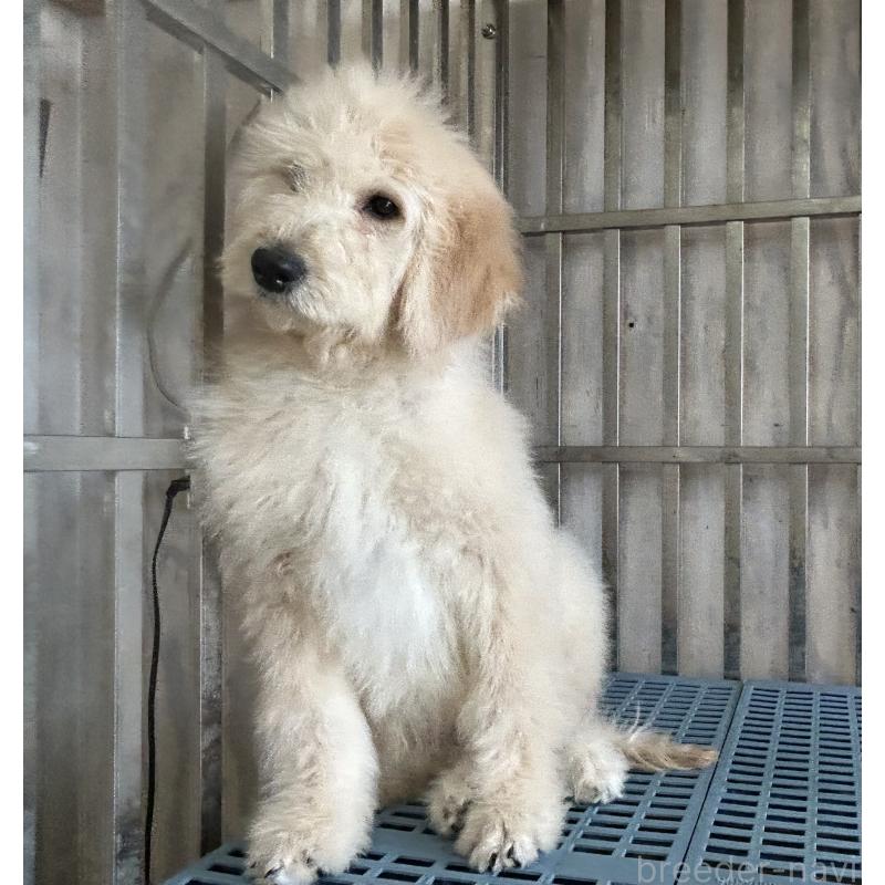 販売中の岐阜県のゴールデンドゥードル:ゴールデンレトリーバー×プードル-426776の3枚目