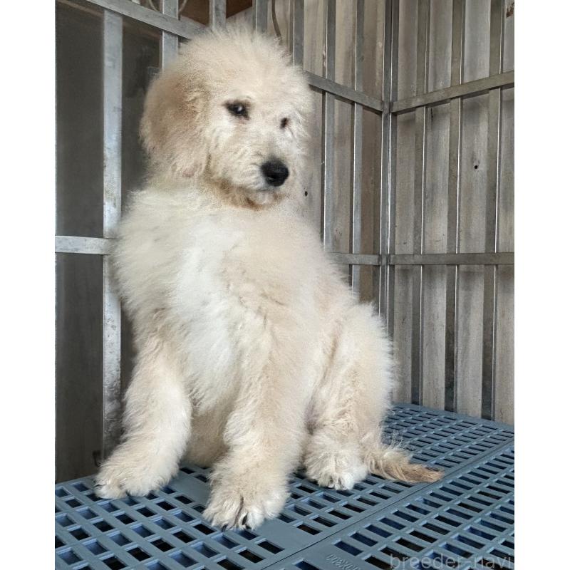 販売中の岐阜県のゴールデンドゥードル:ゴールデンレトリーバー×プードル-426776の2枚目