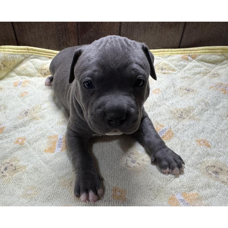 成約済の長崎県のアメリカンブリー-437903の3枚目