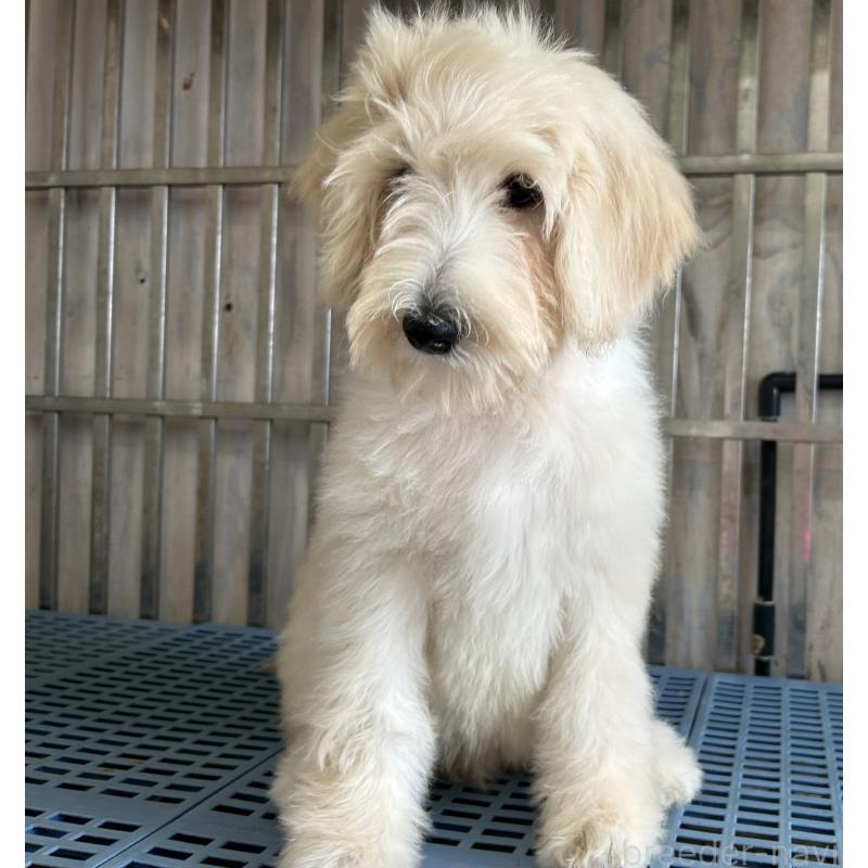 販売中の岐阜県のゴールデンドゥードル:ゴールデンレトリーバー×プードル-426777の5枚目