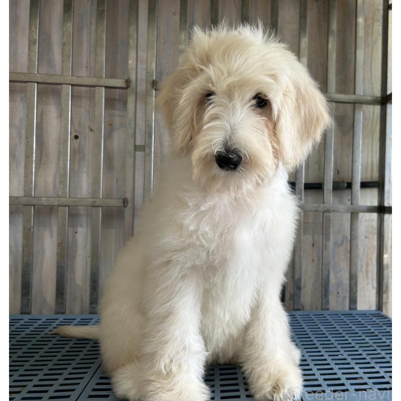 販売中の岐阜県のゴールデンドゥードル:ゴールデンレトリーバー×プードル-426777の3枚目