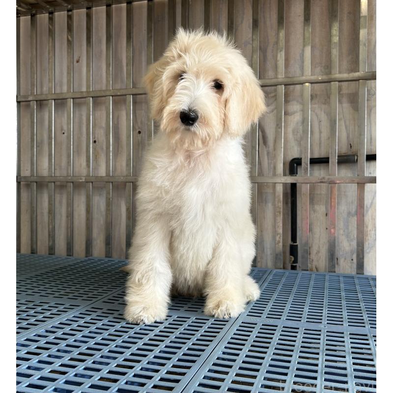 販売中の岐阜県のゴールデンドゥードル:ゴールデンレトリーバー×プードル-426777