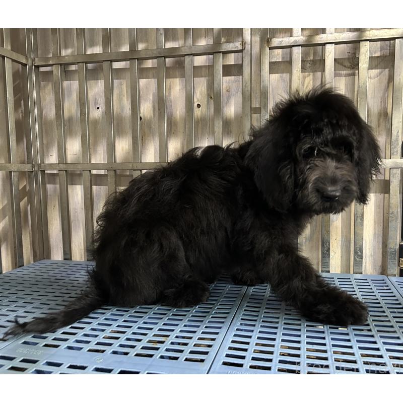 販売中の岐阜県のゴールデンドゥードル:ゴールデンレトリーバー×プードル-426780の6枚目