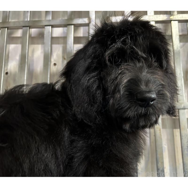 販売中の岐阜県のゴールデンドゥードル:ゴールデンレトリーバー×プードル-426780の3枚目