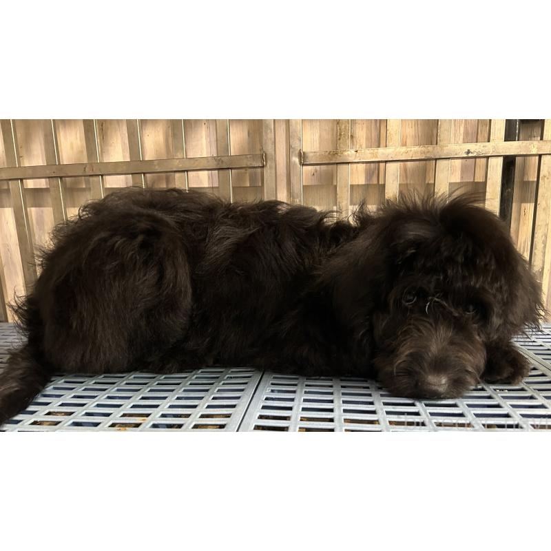 販売中の岐阜県のゴールデンドゥードル:ゴールデンレトリーバー×プードル-426780の2枚目