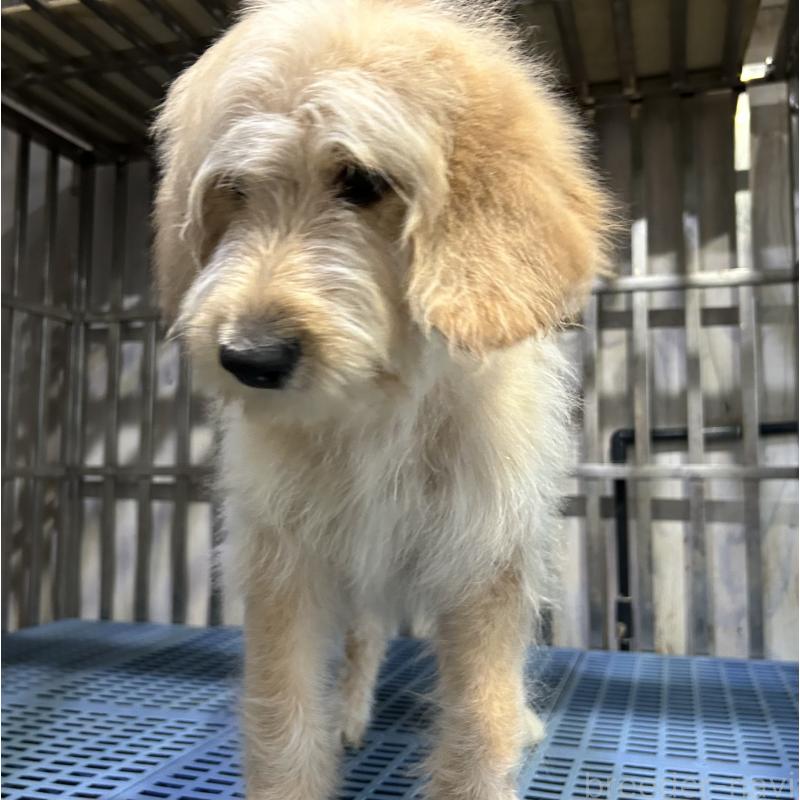 販売中の岐阜県のゴールデンドゥードル:ゴールデンレトリーバー×プードル-426789の5枚目