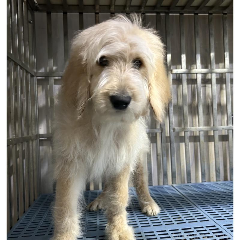 販売中の岐阜県のゴールデンドゥードル:ゴールデンレトリーバー×プードル-426789の4枚目