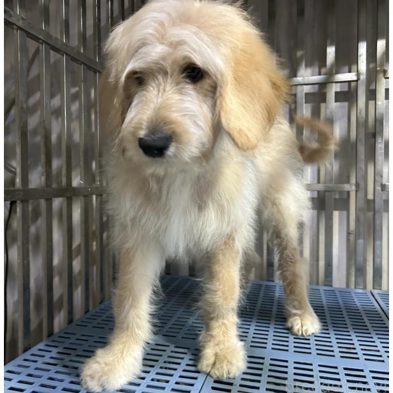 販売中の岐阜県のゴールデンドゥードル:ゴールデンレトリーバー×プードル-426789の3枚目