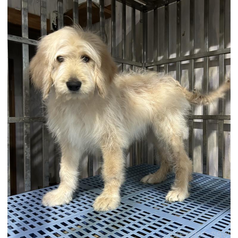 販売中の岐阜県のゴールデンドゥードル:ゴールデンレトリーバー×プードル-426789の2枚目