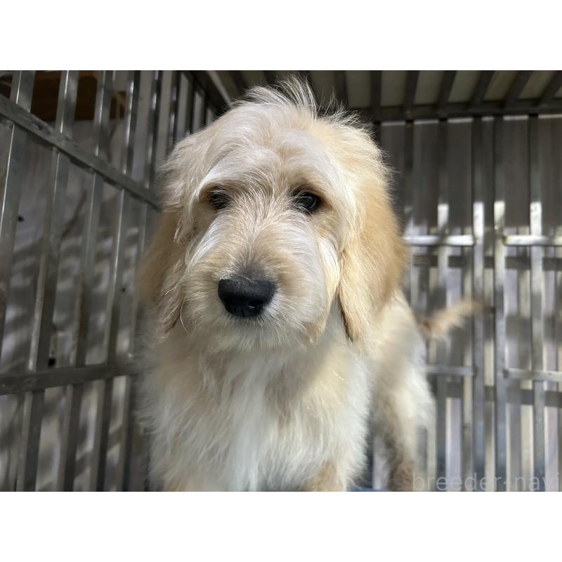 販売中の岐阜県のゴールデンドゥードル:ゴールデンレトリーバー×プードル-426789