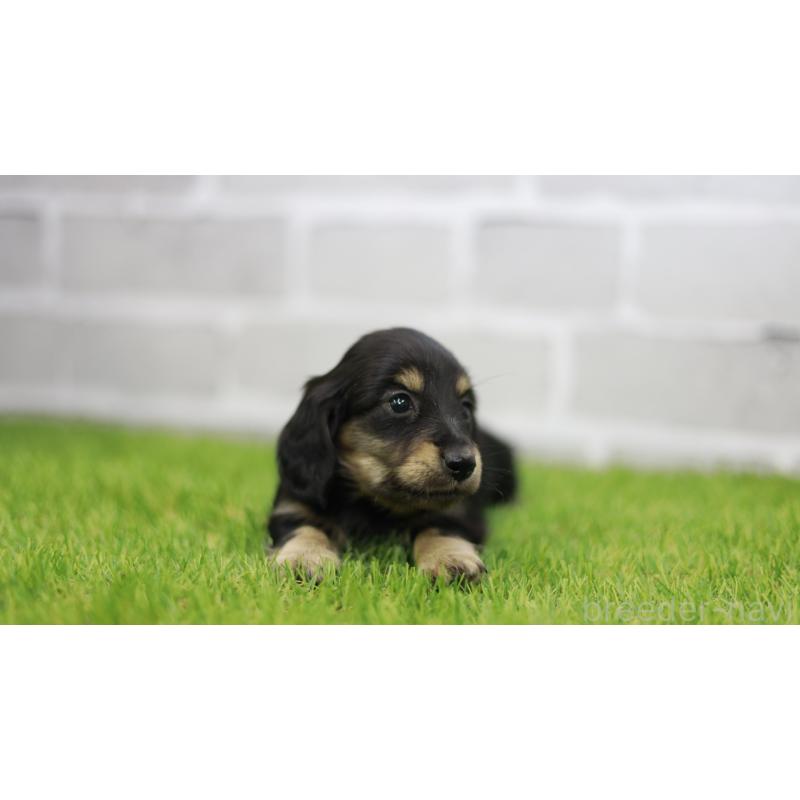 成約済の三重県のカニンヘンダックスフンド(スムースヘアード)-437229の7枚目