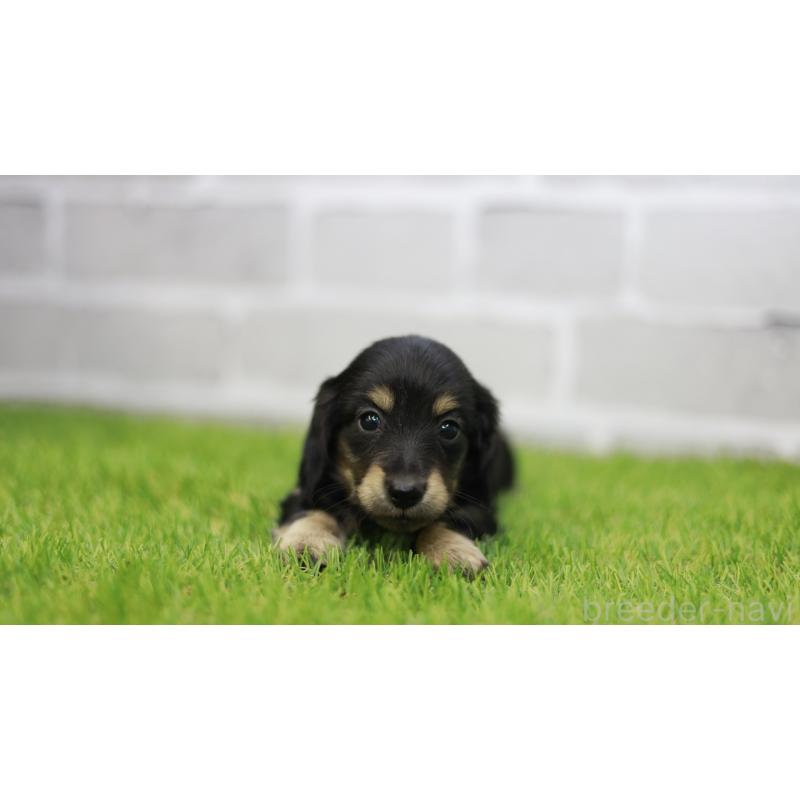 成約済の三重県のカニンヘンダックスフンド(スムースヘアード)-437229の6枚目