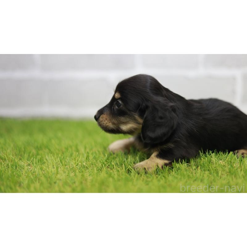 成約済の三重県のカニンヘンダックスフンド(スムースヘアード)-437229の5枚目