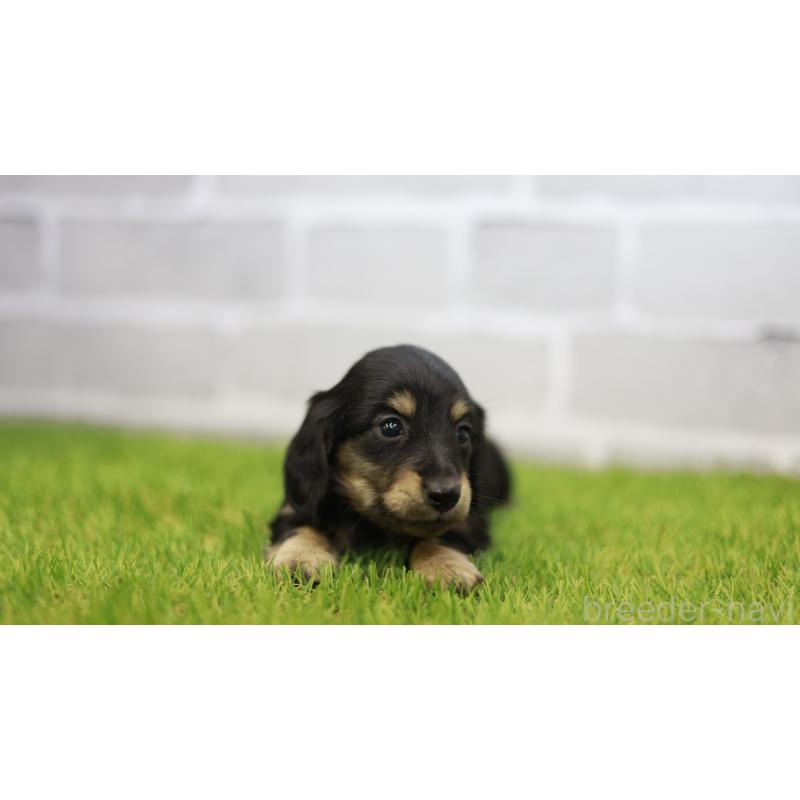 成約済の三重県のカニンヘンダックスフンド(スムースヘアード)-437229の4枚目