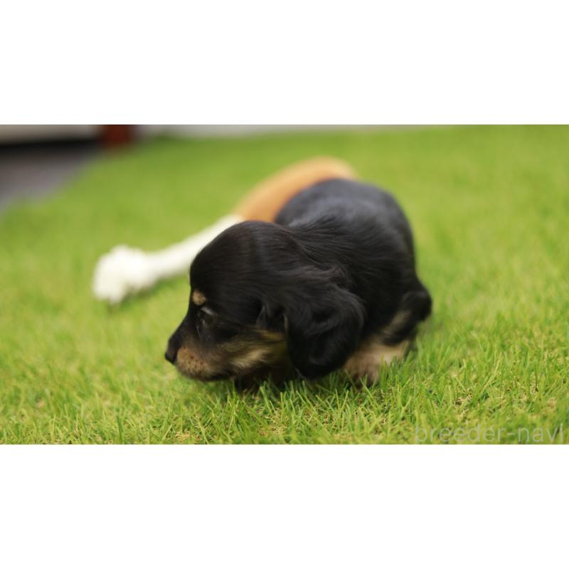 成約済の三重県のカニンヘンダックスフンド(スムースヘアード)-437229の3枚目