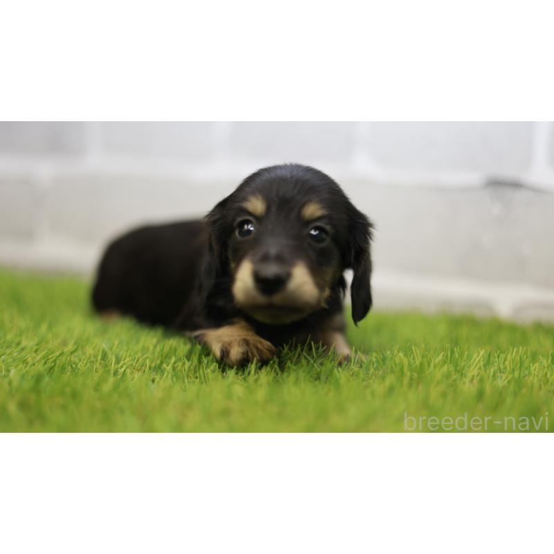 成約済の三重県のカニンヘンダックスフンド(スムースヘアード)-437229の2枚目