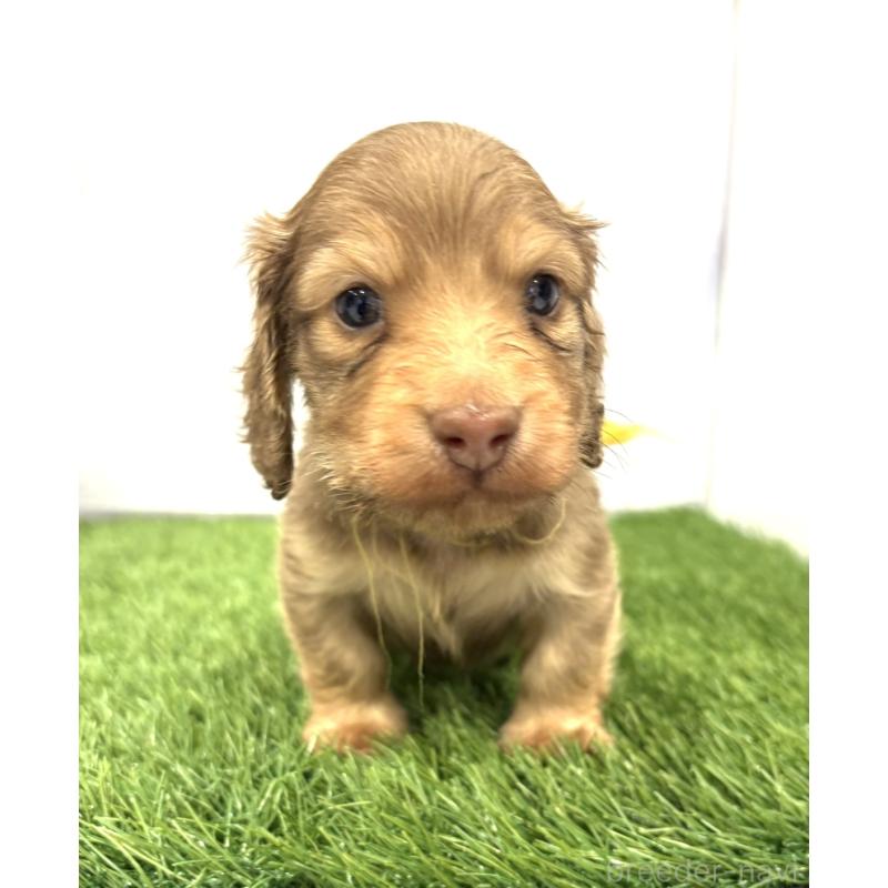 販売中の群馬県のミニチュアダックスフンド(ロングヘアード)-435076の2枚目