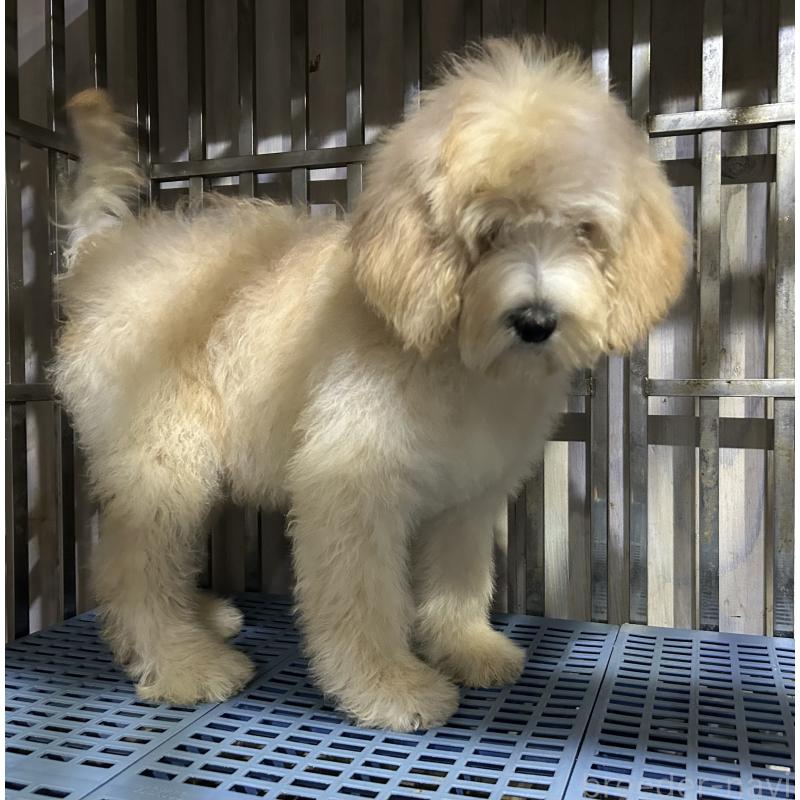 販売中の岐阜県のゴールデンドゥードル:ゴールデンレトリーバー×プードル-426790の9枚目