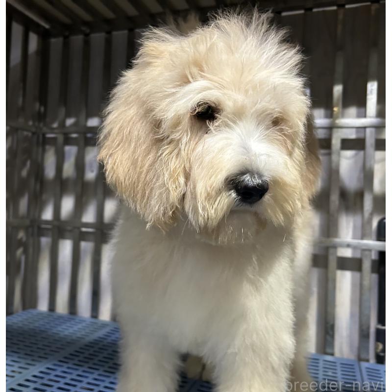 販売中の岐阜県のゴールデンドゥードル:ゴールデンレトリーバー×プードル-426790の8枚目