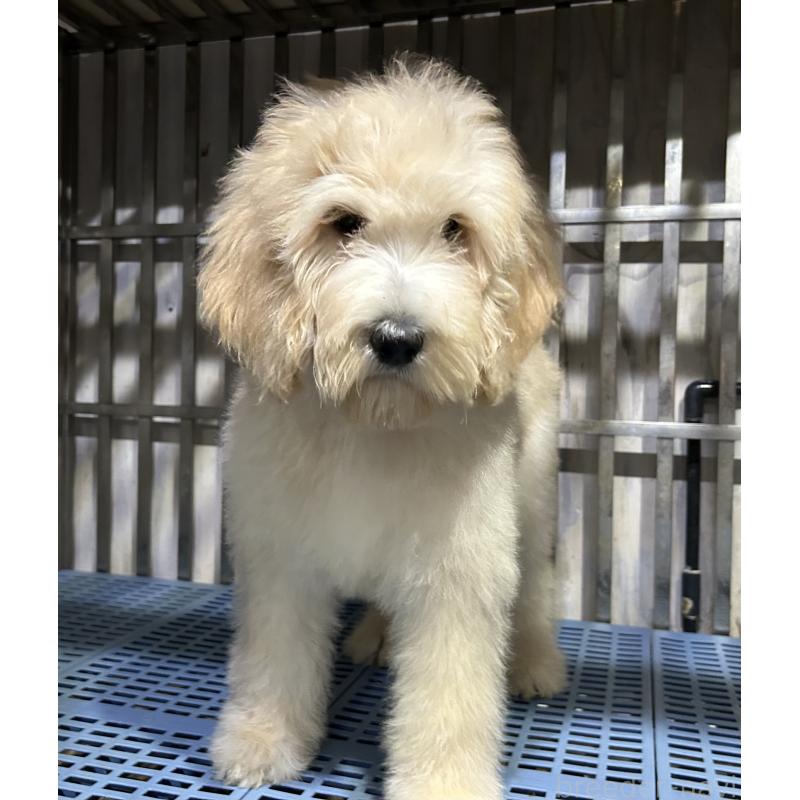 販売中の岐阜県のゴールデンドゥードル:ゴールデンレトリーバー×プードル-426790の7枚目