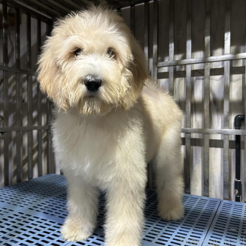 販売中の岐阜県のゴールデンドゥードル:ゴールデンレトリーバー×プードル-426790の6枚目