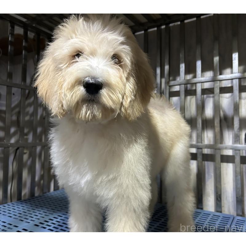 販売中の岐阜県のゴールデンドゥードル:ゴールデンレトリーバー×プードル-426790の5枚目