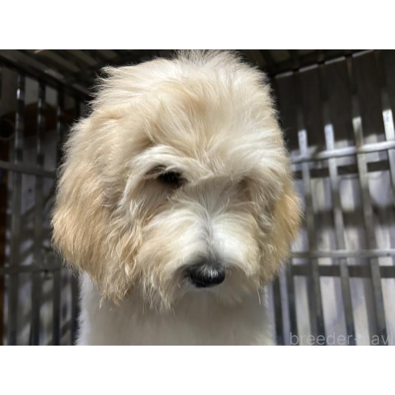 販売中の岐阜県のゴールデンドゥードル:ゴールデンレトリーバー×プードル-426790の4枚目