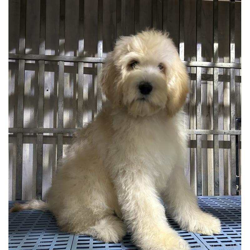 販売中の岐阜県のゴールデンドゥードル:ゴールデンレトリーバー×プードル-426790の3枚目