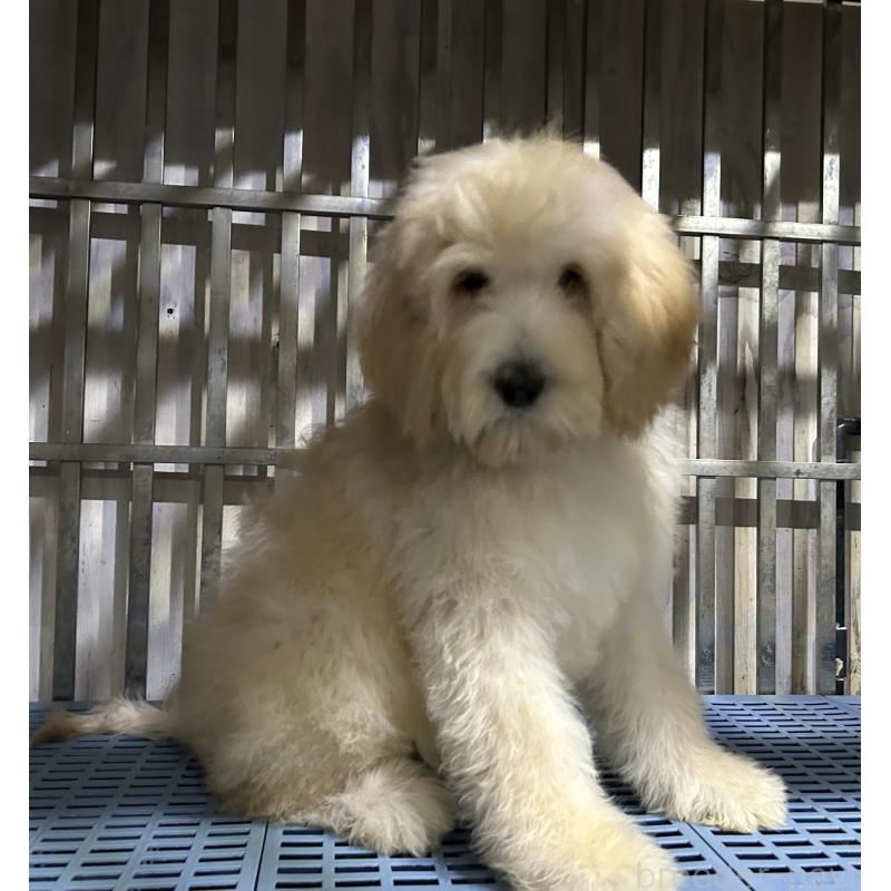 販売中の岐阜県のゴールデンドゥードル:ゴールデンレトリーバー×プードル-426790の2枚目