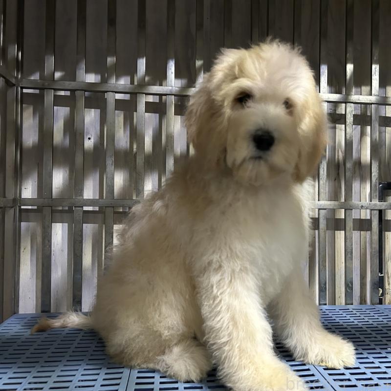 販売中の岐阜県のゴールデンドゥードル:ゴールデンレトリーバー×プードル-426790