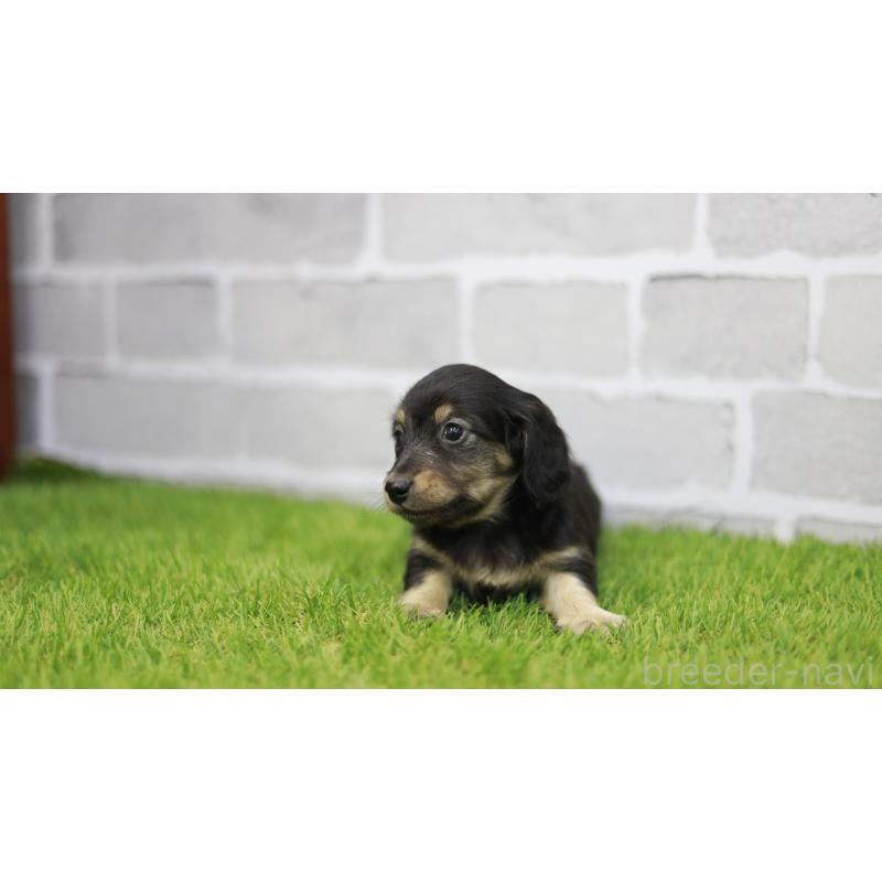 成約済の三重県のカニンヘンダックスフンド(スムースヘアード)-437228の9枚目