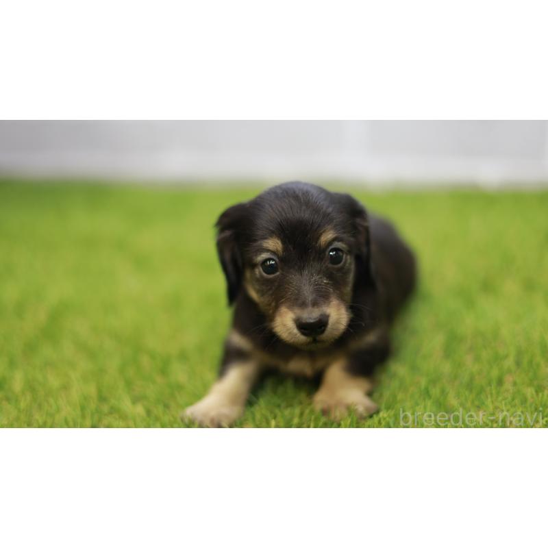 成約済の三重県のカニンヘンダックスフンド(スムースヘアード)-437228の8枚目