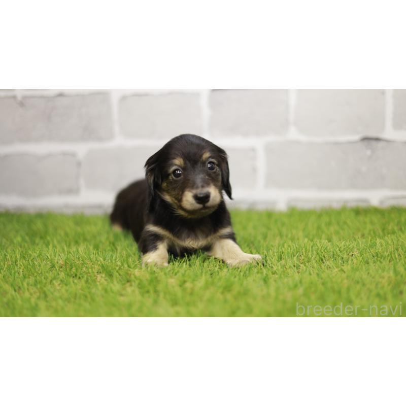 成約済の三重県のカニンヘンダックスフンド(スムースヘアード)-437228の7枚目