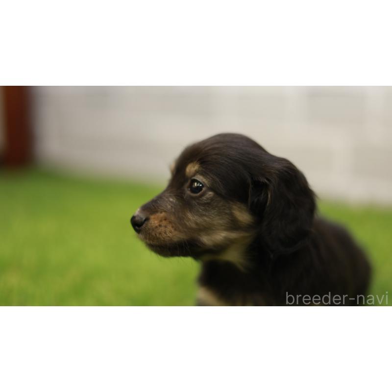 成約済の三重県のカニンヘンダックスフンド(スムースヘアード)-437228の6枚目